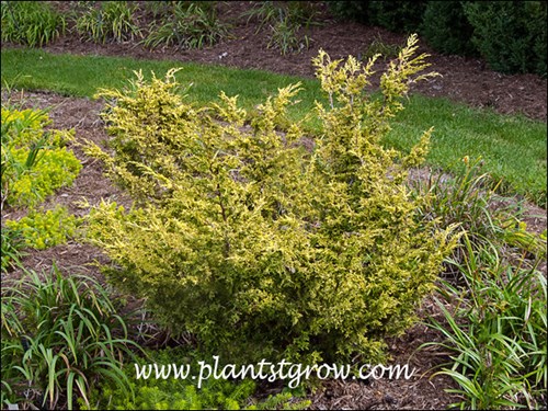 Shimpaku Gold has an irregular growth habit.